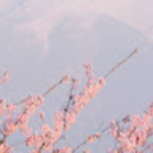 Meet your Posher, Violet mae - Picture 1 of 1